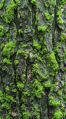 Moss-covered tree bark, textured and vibrant green, hints of damp earth