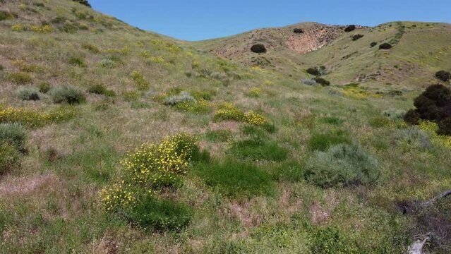 Flying low over mountain, wildflowers and trees