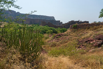 Thhor, Euphorbia caducifolia, the mascot of Thar desert,the multi-stemmed plant is often termed as cactus. Rao Jodha Desert Rock Park, Jodhpur,Rajasthan, India. Historic Mehrangarh Fort in background.