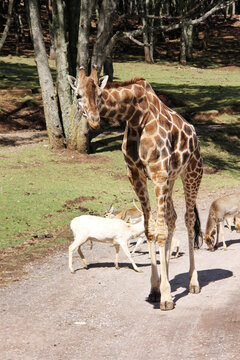 Jirafa agachada caminando.