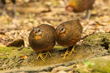 Found in Southeast Asia, the Chestnut-necklaced Partridge (Tropicoperdix charltonii) is a small bird known for its chestnut-colored neck feathers and distinctive black-and-white facial markings.