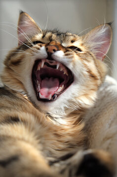 Pretty cute cat with open mouth, Funny smiling pets. Humor. Yawning