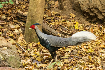Native to South Asia, the Kalij Pheasant (Lophura leucomelanos) is a striking bird known for its glossy, iridescent plumage and distinctive black-and-white tail feathers.