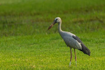 Obraz na płótnie Canvas The Asian Openbill (Anastomus oscitans) is a distinctive stork species characterized by its unique bill, which has a distinctive gap between the upper and lower mandibles, resembling a 'bill clasp'