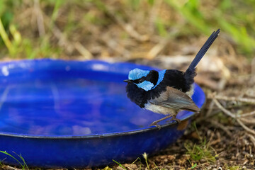 The adult male Superb Fairywren (Malurus cyaneus) boasts vibrant blue and black plumage on its upper body and throat, with a grey-white belly and a distinctive black bill