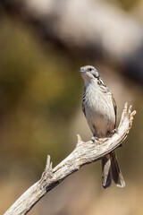 The Striped Honeyeater (Plectorhyncha lanceolata) is a small bird with distinctive black and white...