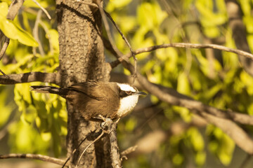 The Hall's Babbler (Pomatostomus halli) is a medium-sized bird characterized by its distinctive brown plumage and melodious calls, often found foraging in groups in the arid regions of Australia.