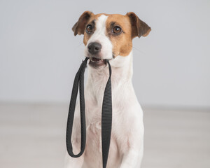Portrait of a Jack Russell Terrier dog holding a leash. 