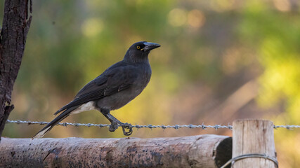 The Grey Currawong (Strepera versicolor) is a medium-sized bird with dark grey plumage, known for its melodious calls and distinctive white-tipped tail feathers.