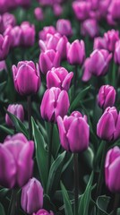 Fototapeta premium A field of vibrant purple tulips contrasted against green leaves. Spring Wallpaper. Background.