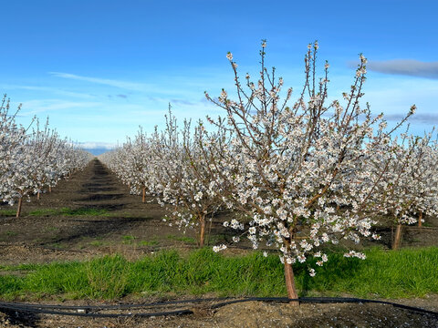 California Almond Orchard with Trees in Bloom. Beautiful White Flowers Contrasting with the Blue Sky and Green Grass. Davis CA, Spring of 2024. 