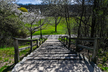 stairs and bridges in  spring's delicate dance unfolds in this captivating close-up of cherry blossoms against a clear blue sky, heralding the season's renewal