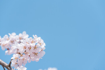 青空の下満開に咲いた桜の花