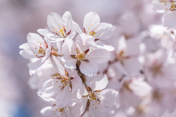 青空マクロ撮影：青空の下満開に咲いた桜の花の下満開に咲いた桜の花