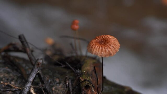 Mushrooms grow in nature