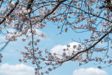 青空の下満開に咲いた桜の花のフレーム