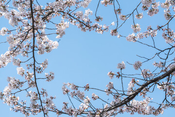 青空の下満開に咲いた桜の花のフレーム