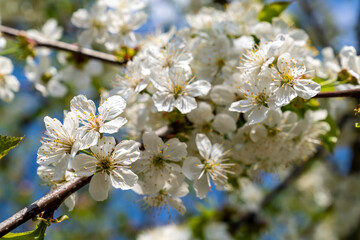 Blooming cherry branch, spring sunny day.