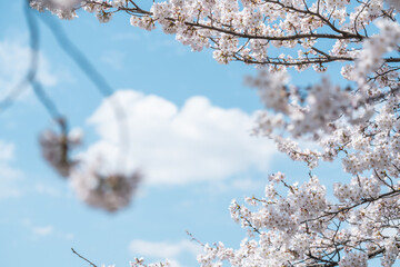 青空の下満開に咲いた桜の花のフレーム