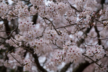 醍醐の桜
