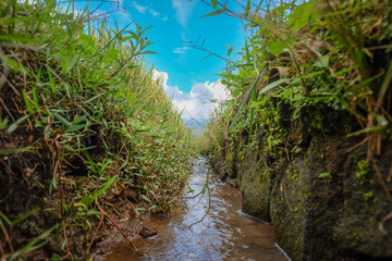view of a small river which is used as a means of irrigating rice fields planted with rice