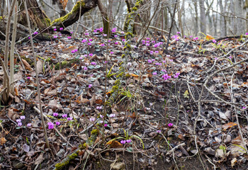 Obraz premium morning in the nature park, the first flowers, mountainous terrain and glades with vegetation