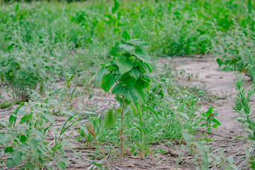 Malvón Yuyo de Campo 