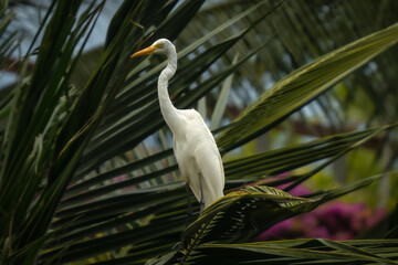 Eastern Great Egret in Asia