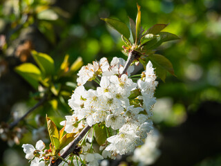 Blooming cherry blossoms in a cherry orchard