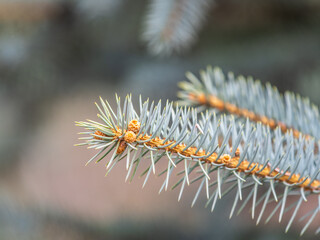 Closeup of fir branches with young buds. Spring nature concept. Fir branches with fresh shoots