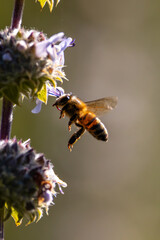 A flying honey bee with backlit