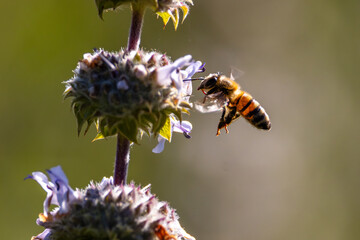 A flying honey bee with backlit