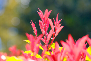 新芽の紅色が美しいベニカナメモチ
