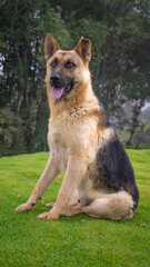 german shepherd dog