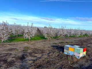 Colorful Beehives with Almond Orchard in the Background. Trees in Bloom with Beautiful White...