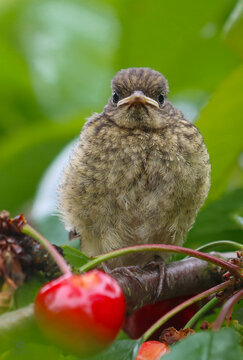 A baby bird sits on a cherry branch.