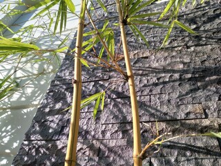 yellow bamboo tree growth beside wall 