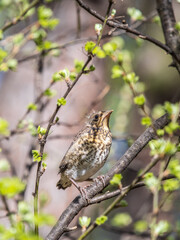 A fieldfare chick, Turdus pilaris, has left the nest and is sitting on a branch. A chick of...