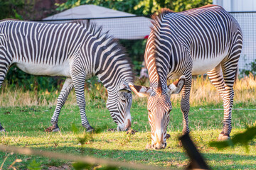 Fototapeta premium Grevy's zebra, lat Equus grevyi, also known as the imperial zebra eats green grass.