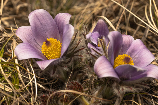 Macro of Purple flower of Pulsatilla vulgaris  blooming in the grass on  sunny day, pasque flower in natural background, European pasqueflower. Copy space to display visual content