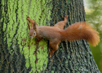 Red squirrel ( Sciurus vulgaris ) close up