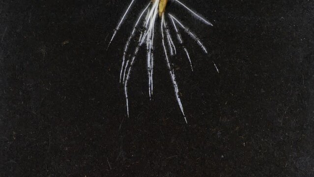 To visualise the root growth spelt ear was placed in a rhizobox filled with the dirt. Grains in the spelt ear were grown in rhizobox for 16 days.