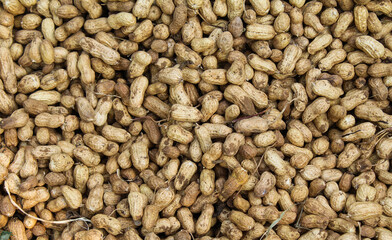 Peanuts after harvesting Close-up view 