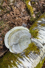 Touchwood Fungus or Fomes fomentarius mushroom growing on a fallen birch trunk in Scandinavia forest, View from above, Björnön island, Västerås, Sweden