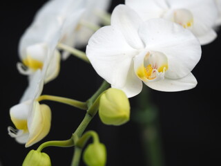 白い蘭の花