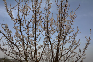 Fototapeta na wymiar Branches of Prunus armeniaca in full bloom