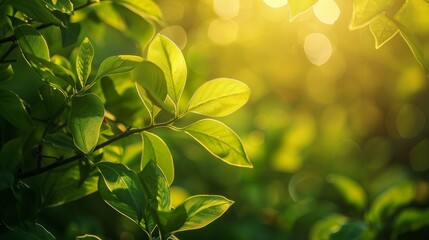 Detailed view of fresh green leaves on a plant. Wallpaper. Background. Copy space.