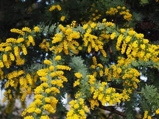 満開のミモザの花