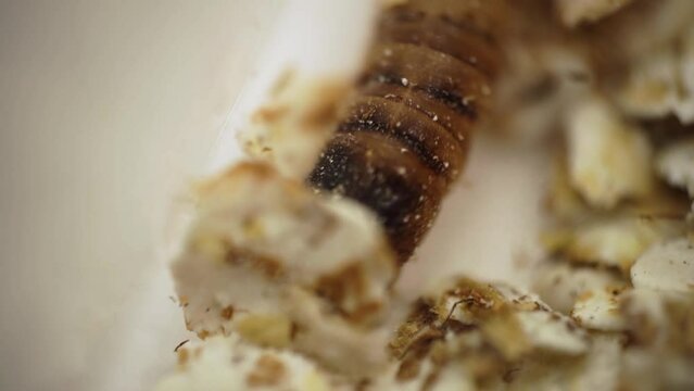Mealworm crawling in oat flakes macro