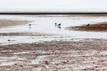View of the seagull on the sand beach